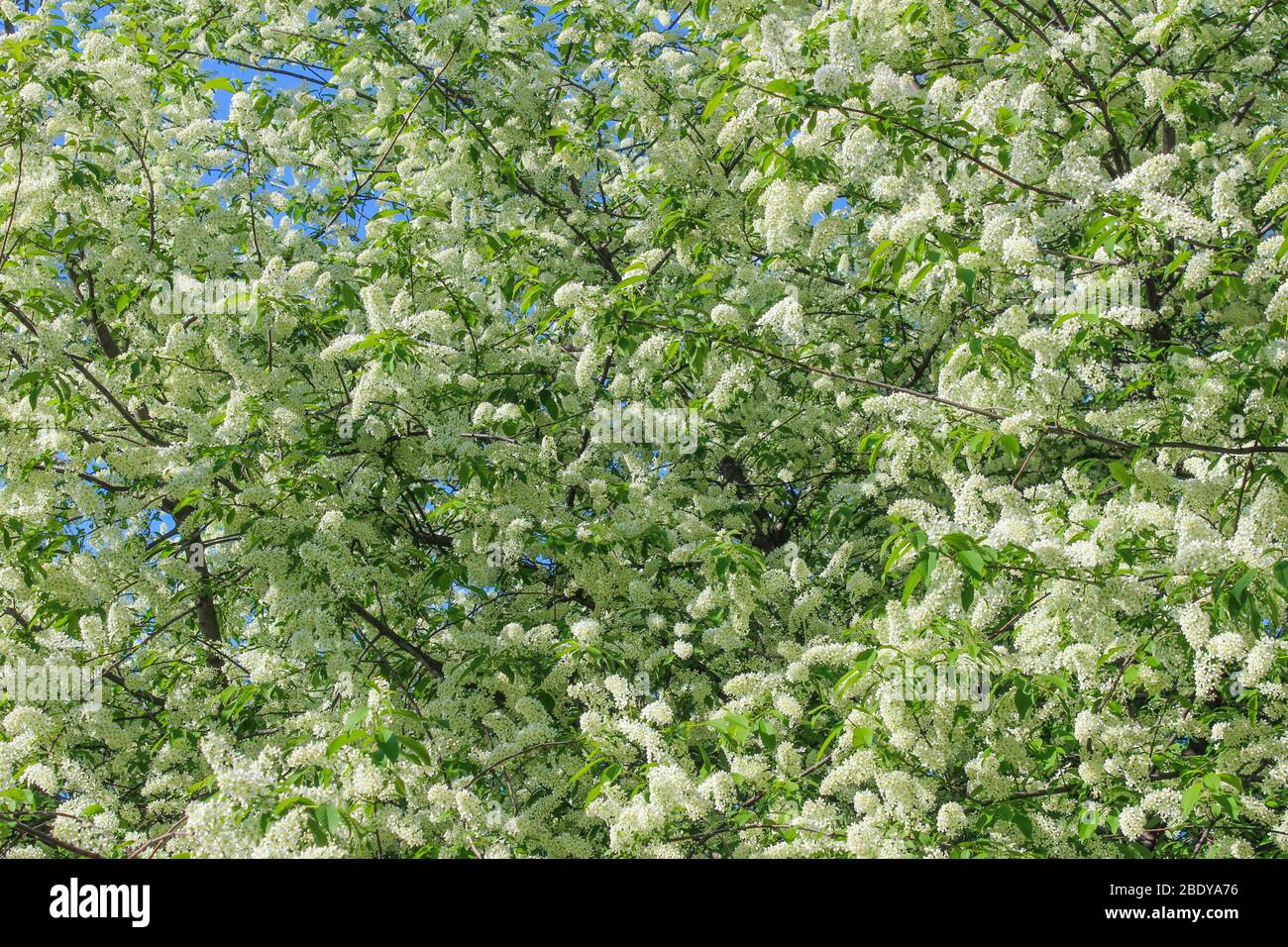 Blossoming bird cherry in spring as background Stock Photo