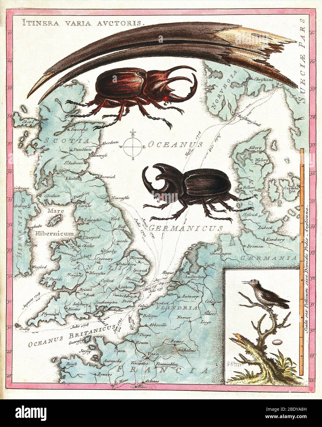 Stag Beetles Crawling Over Map, 18th Century Stock Photo