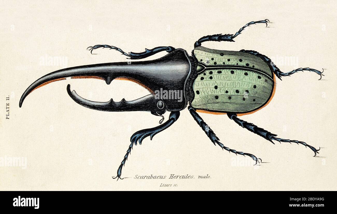 Male Scarab Beetle, 19th Century Stock Photo