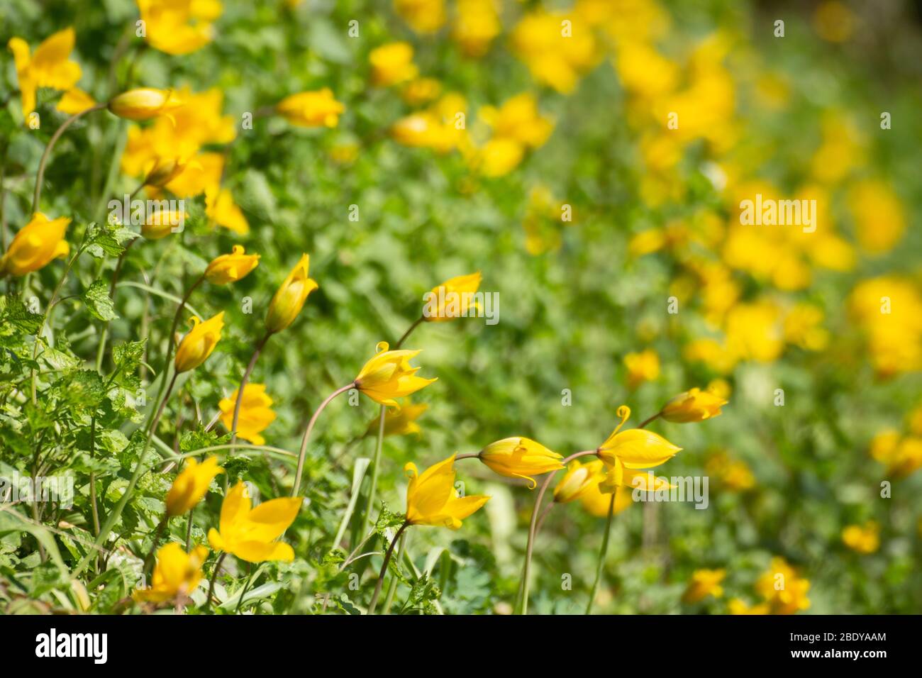 Many very rare yellow wild tulips with selected focus and bokeh, Tulipa sylvestris or Weinberg Tulpe Stock Photo