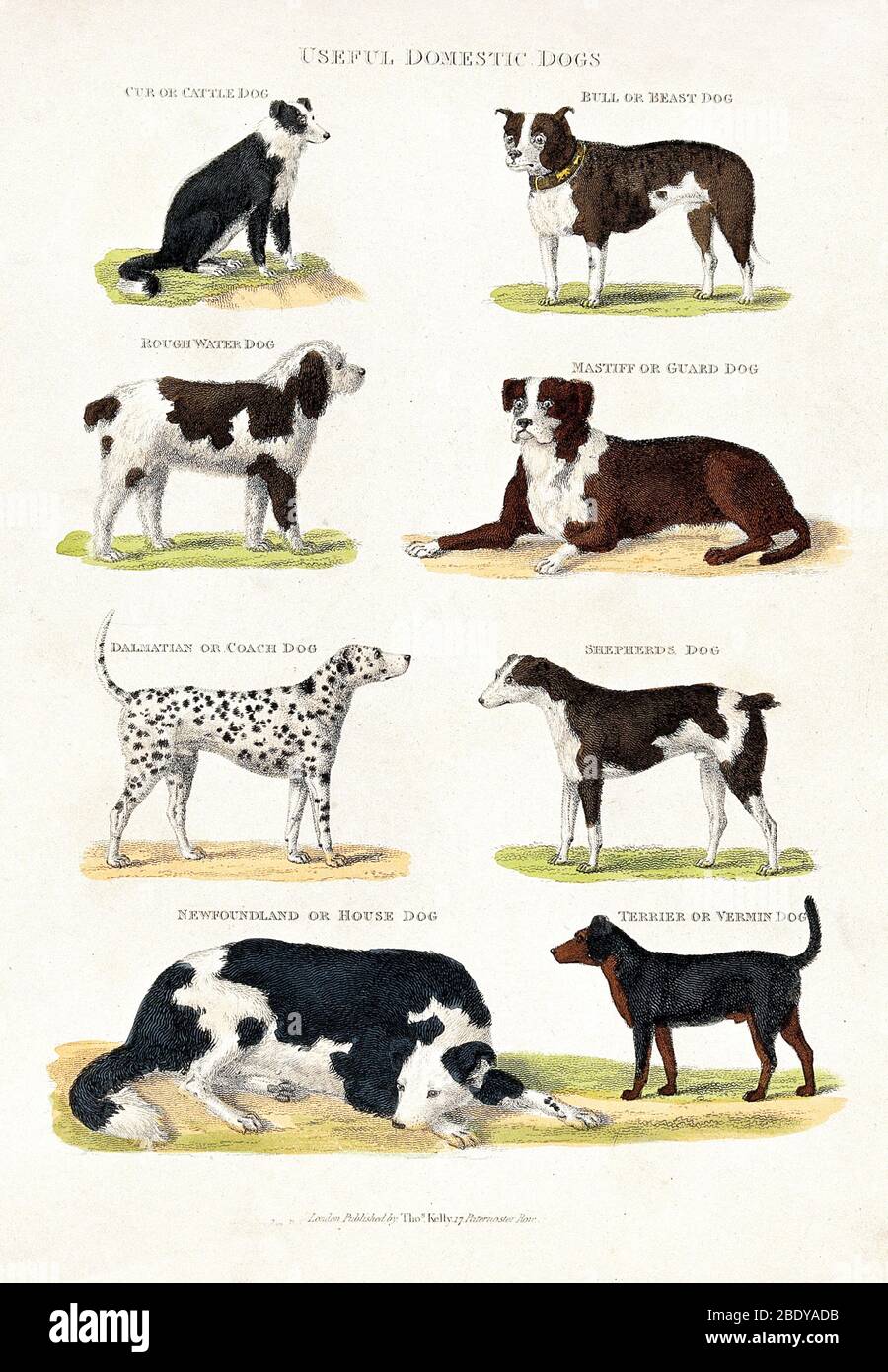 What Are Dogs Useful For