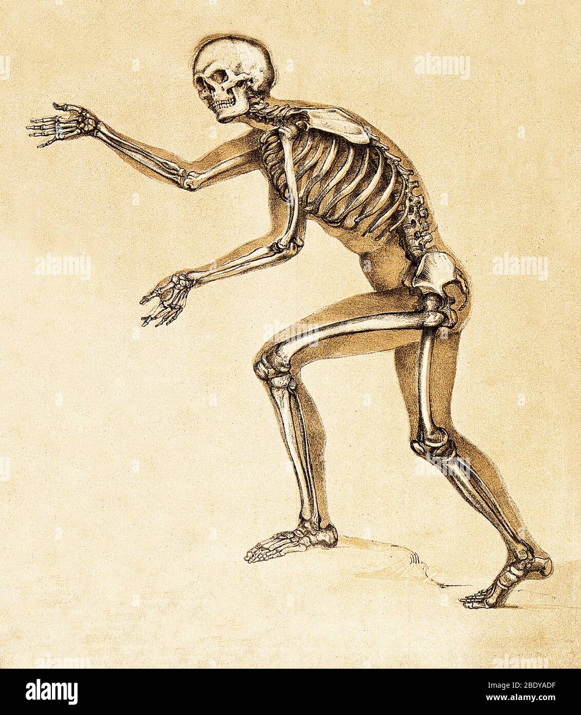 Skeleton of Man, 1860 Stock Photo