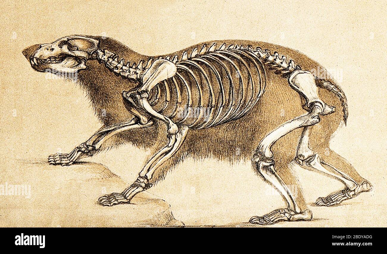 Skeleton of Bear, 1860 Stock Photo