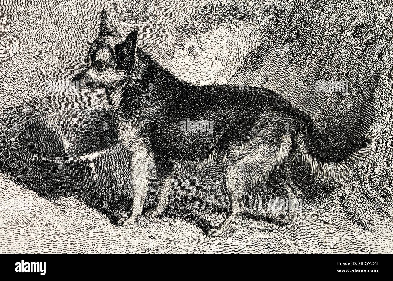 Cross between Dog and Fox, 1824 Stock Photo