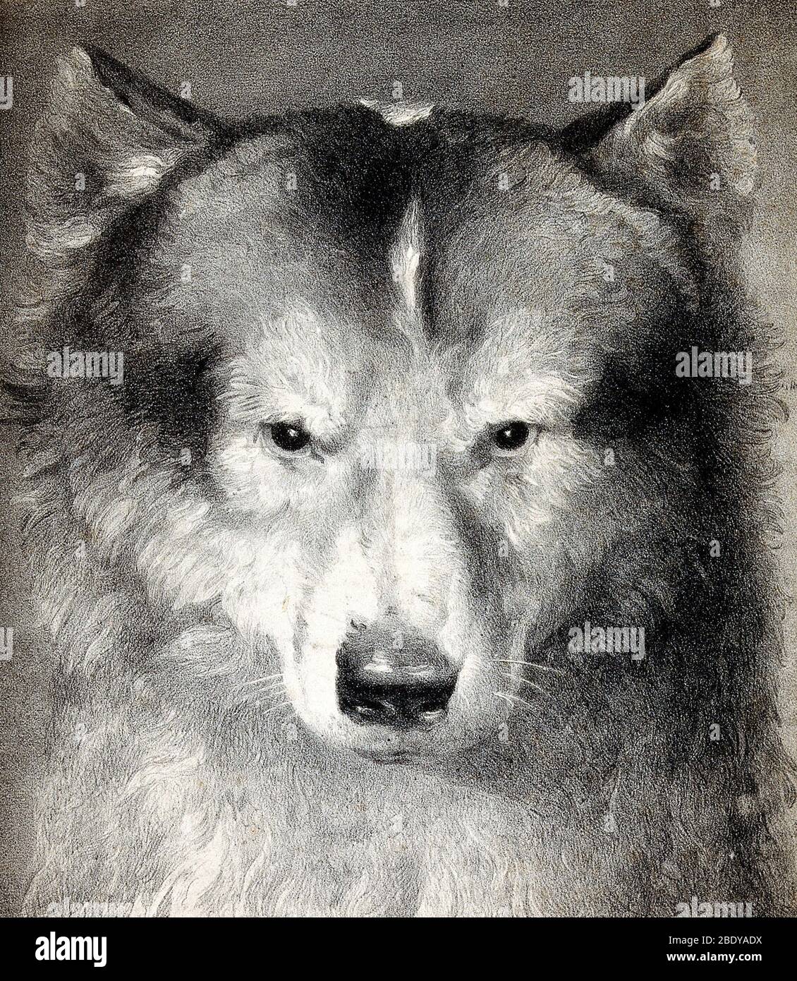 Portrait of Husky, 1824 Stock Photo
