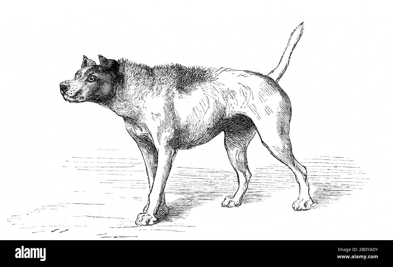Darwin's Hostile Dog, Illustration, 1872 Stock Photo