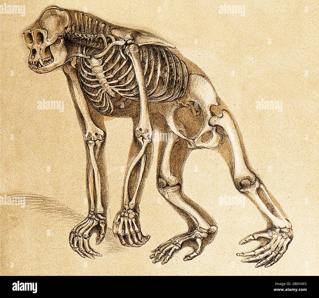 Skeleton of Ape, 1860 Stock Photo