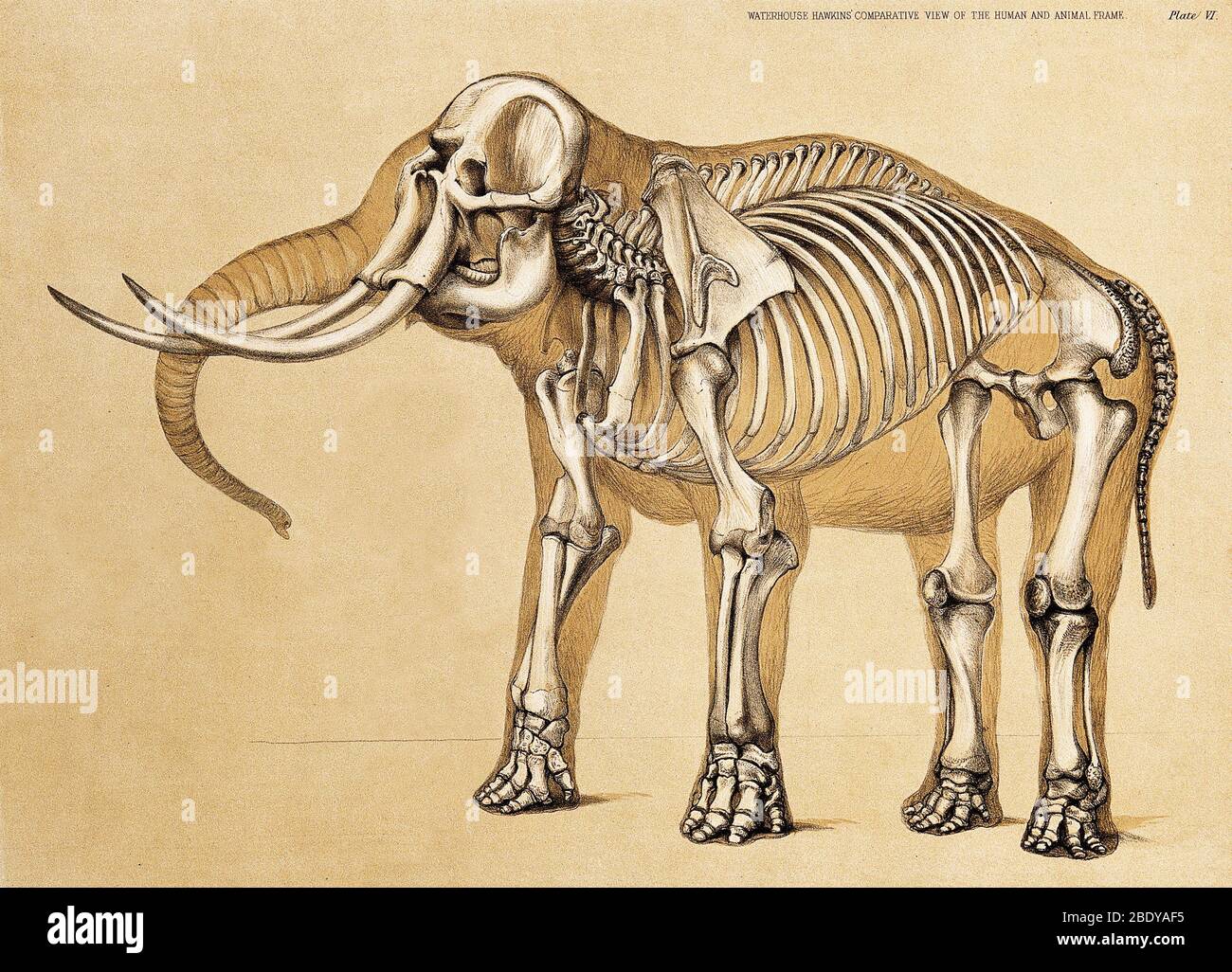Skeleton of Elephant, 1860 Stock Photo