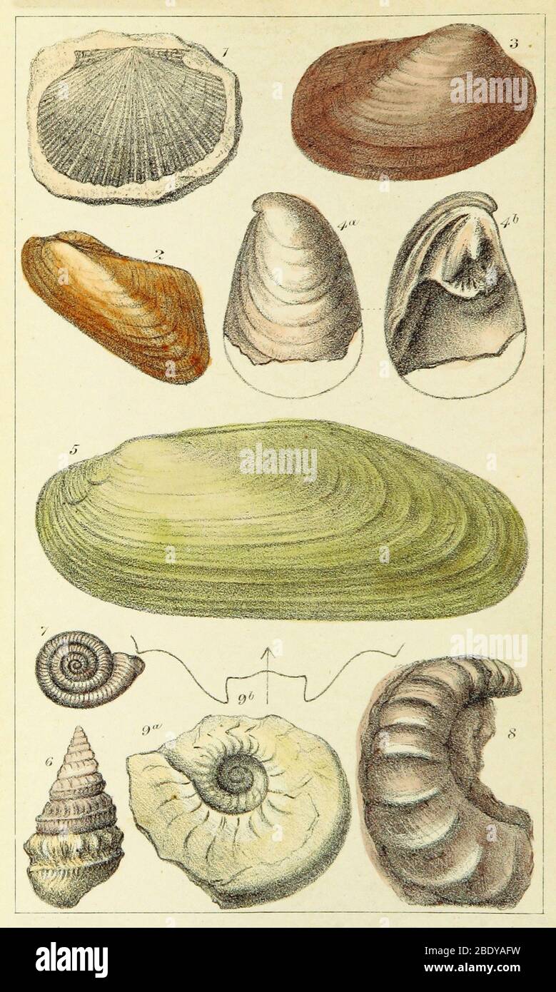 Devonian Fossils, Illustration Stock Photo