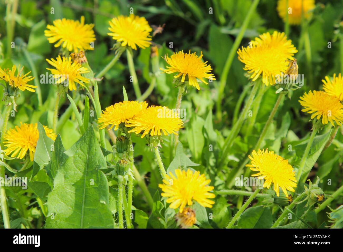Dandelions bloom in spring in the meadow Stock Photo