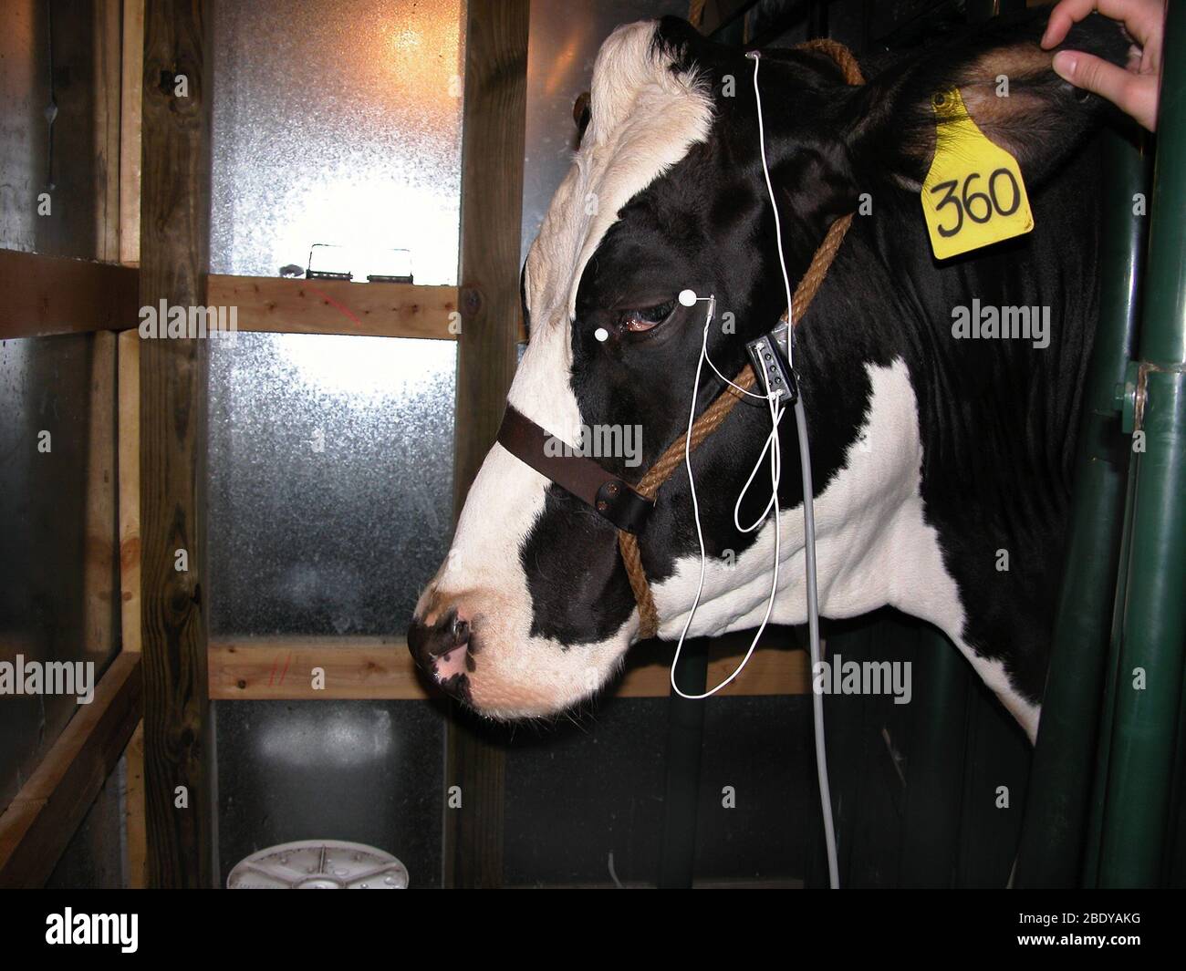 Cow Being Tested for TSEs Stock Photo