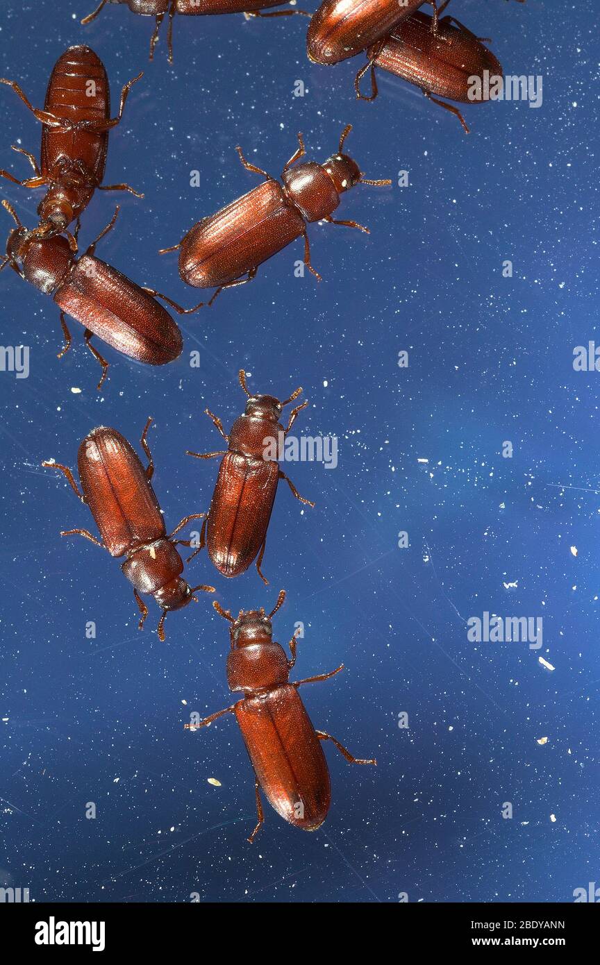 Red Flour Beetles Stock Photo Alamy