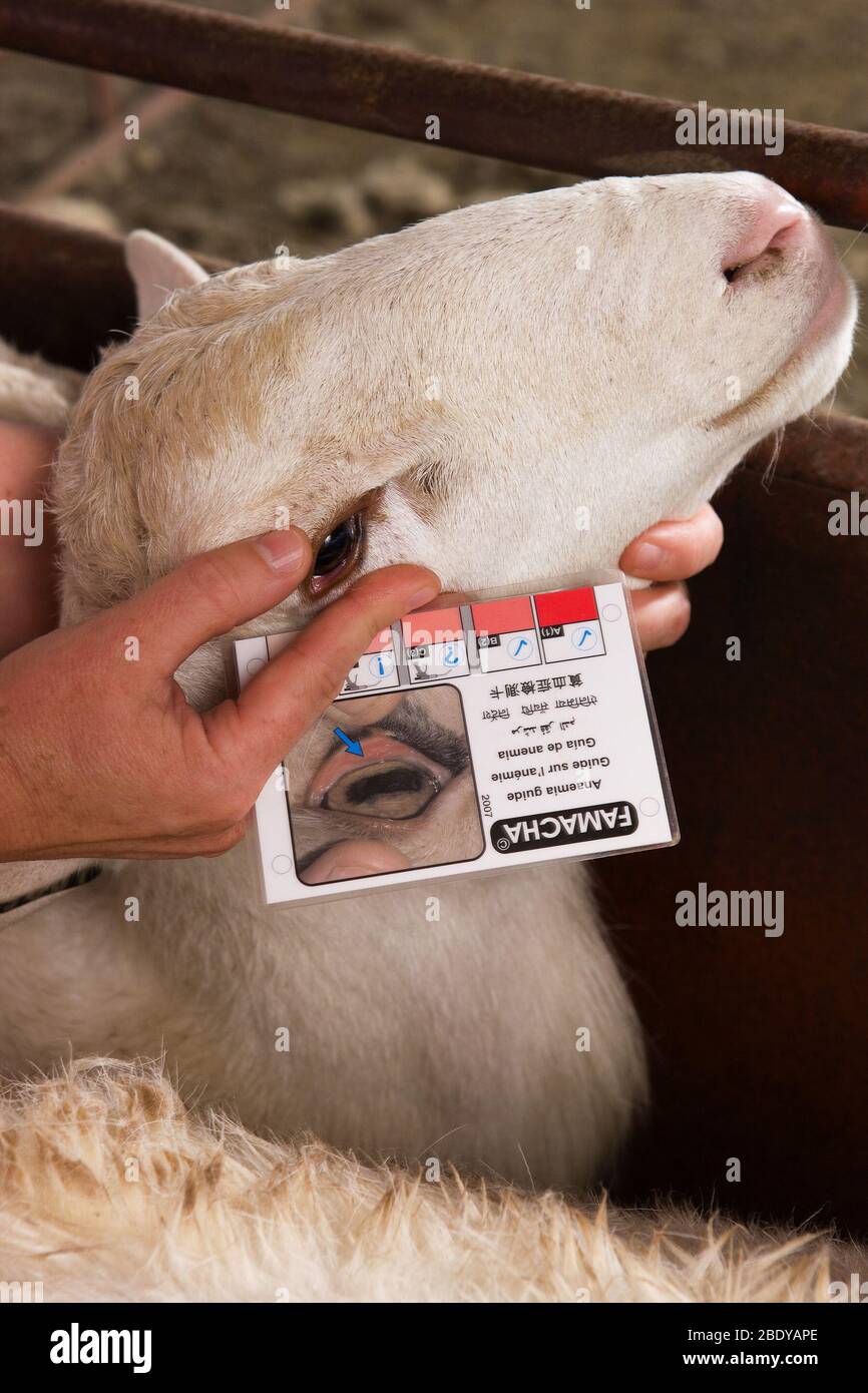 Screening for Anemia in a Lamb Stock Photo