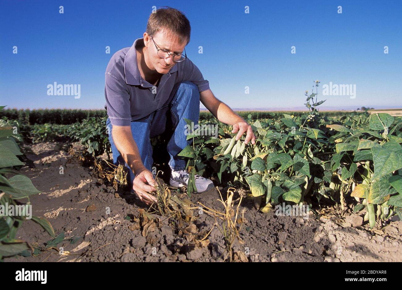 Susceptible and Resistant Bean Varieties Stock Photo
