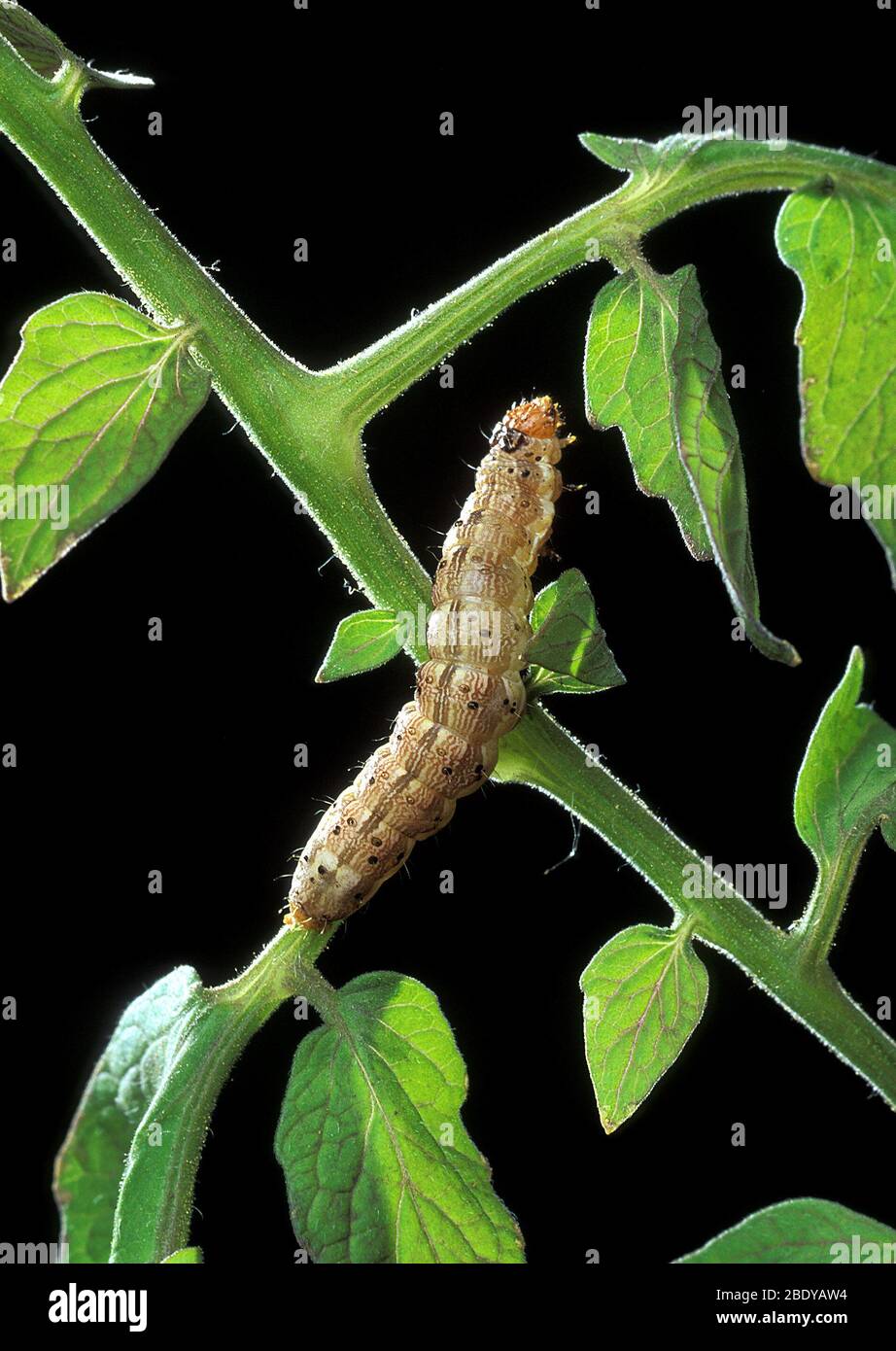 Cotton Bollworm, Helicoverpa zea Stock Photo Alamy