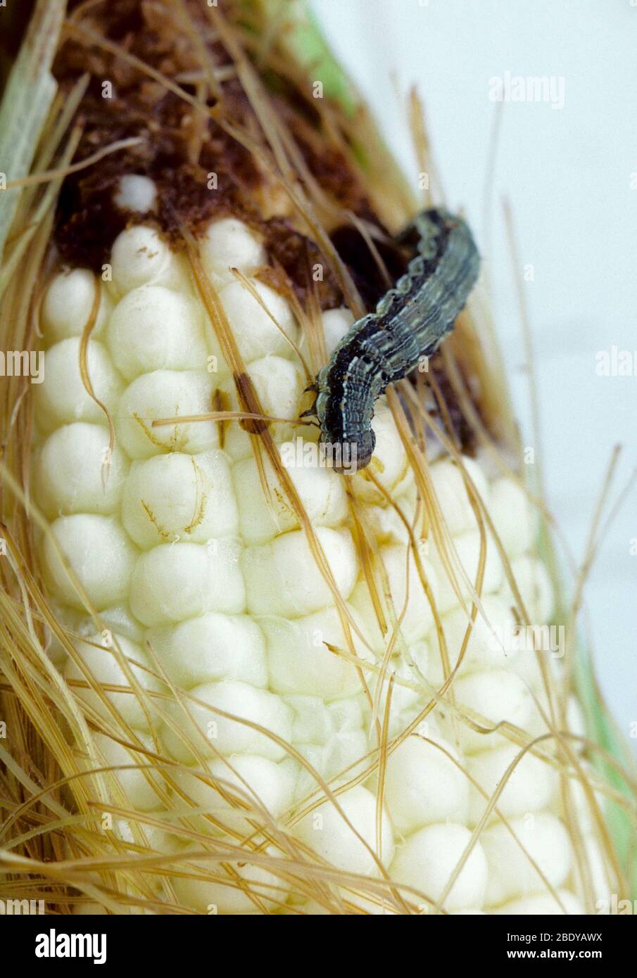 Corn Earworm, Helicoverpa zea Stock Photo Alamy