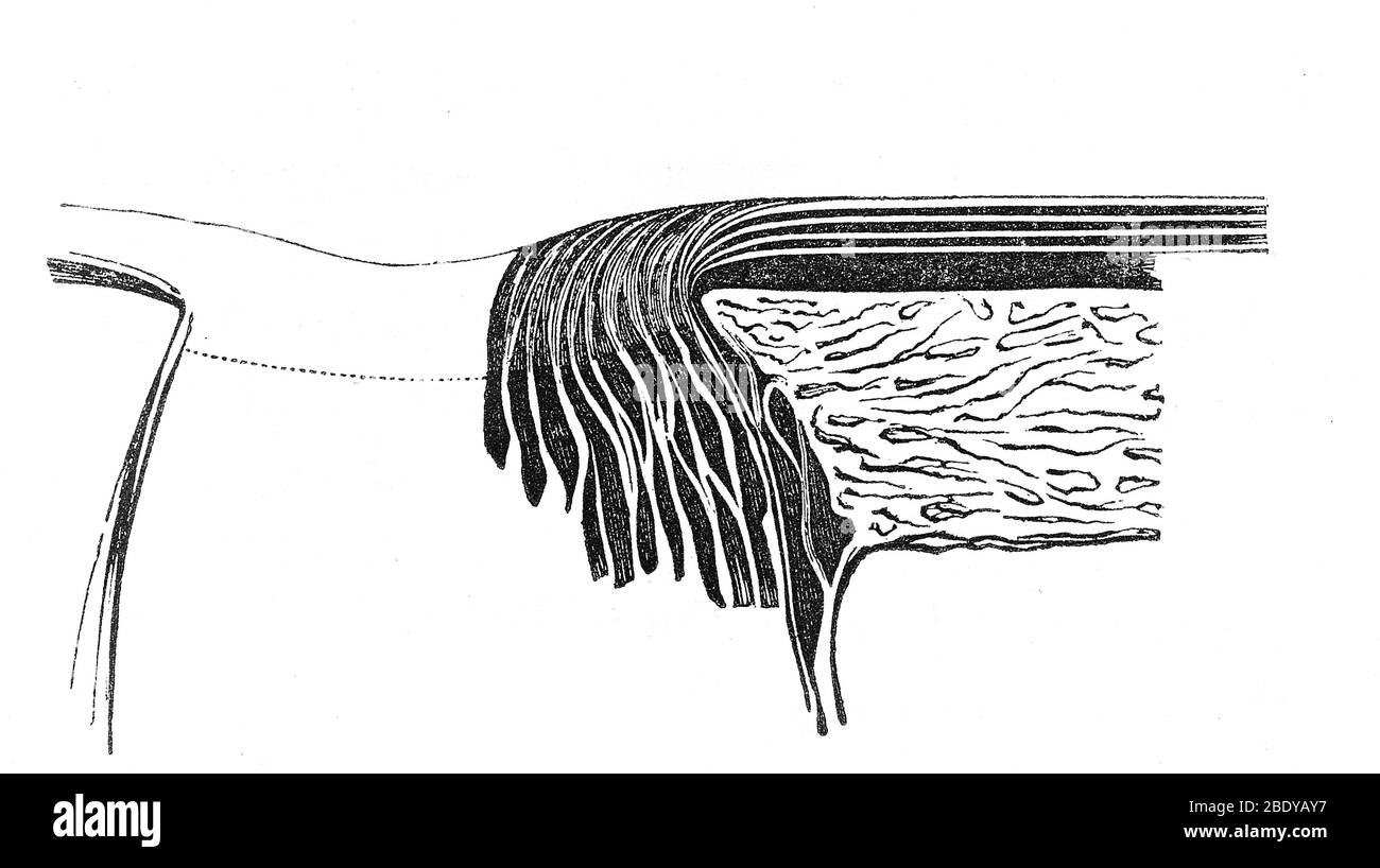Bowman's Membrane, Retinal Layers, 1842 Stock Photo