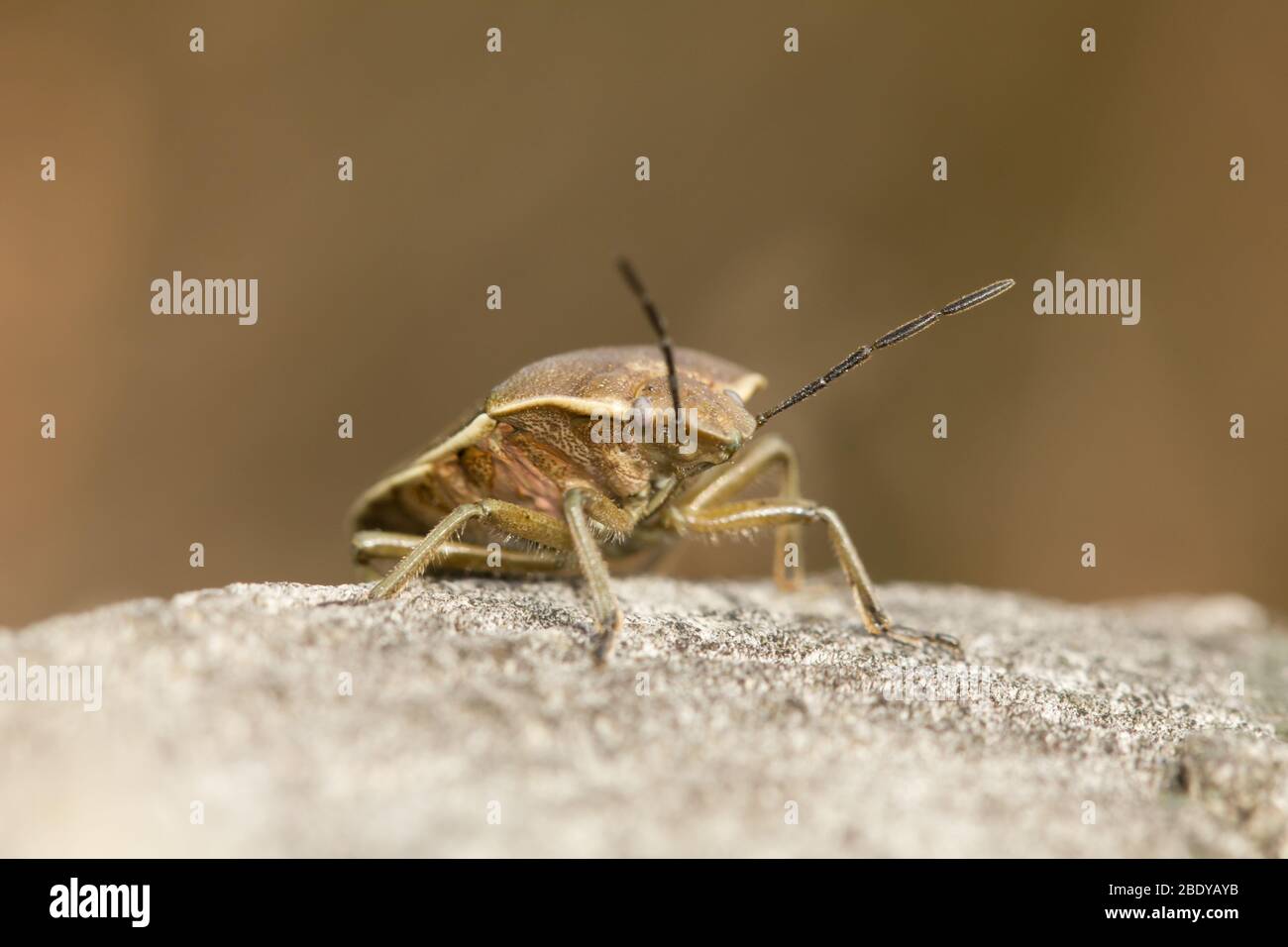 Shield bug (Chlorochroa pinicola) Stock Photo