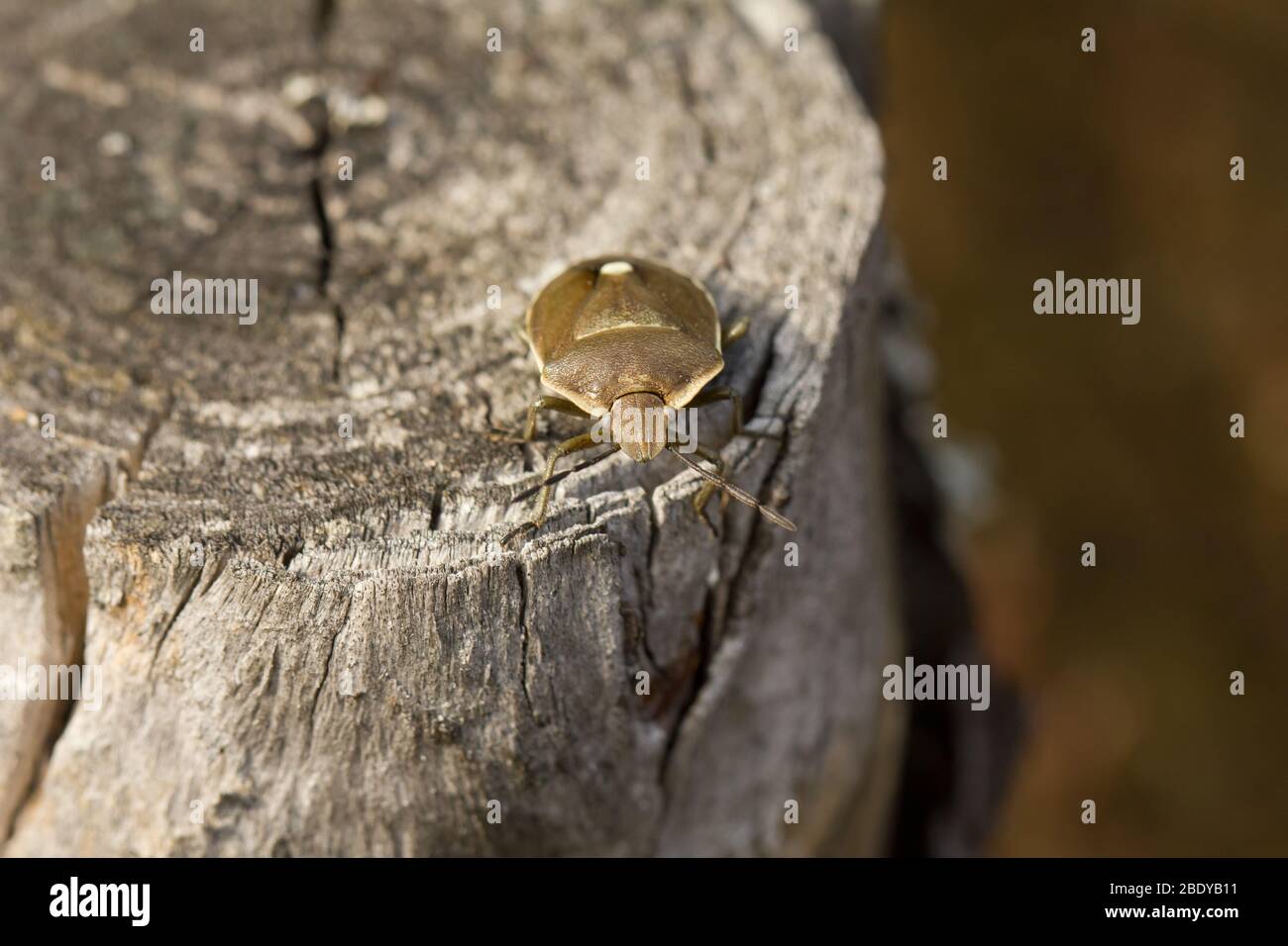 Shield bug (Chlorochroa pinicola) Stock Photo