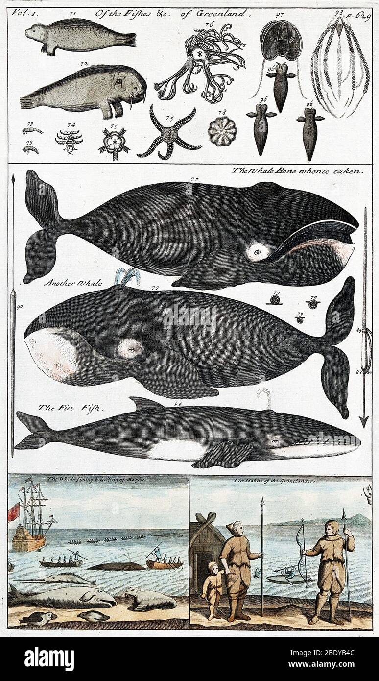 Indigenous Fish, Greenland, 18th Century Stock Photo