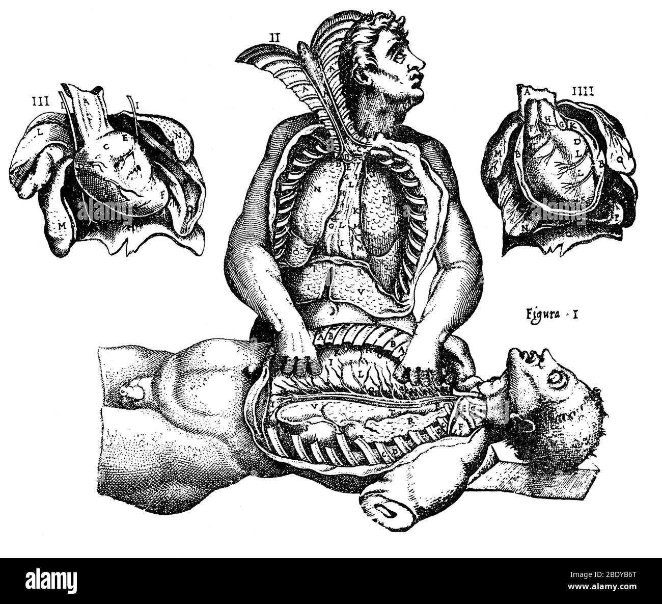 Dissected Cadaver Dissecting Cadaver, 1556 Stock Photo