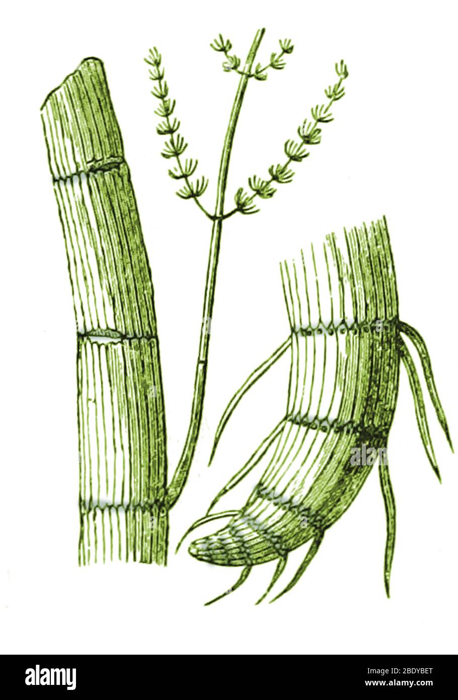 Paleozoic Flora, Calamites, Illustration Stock Photo