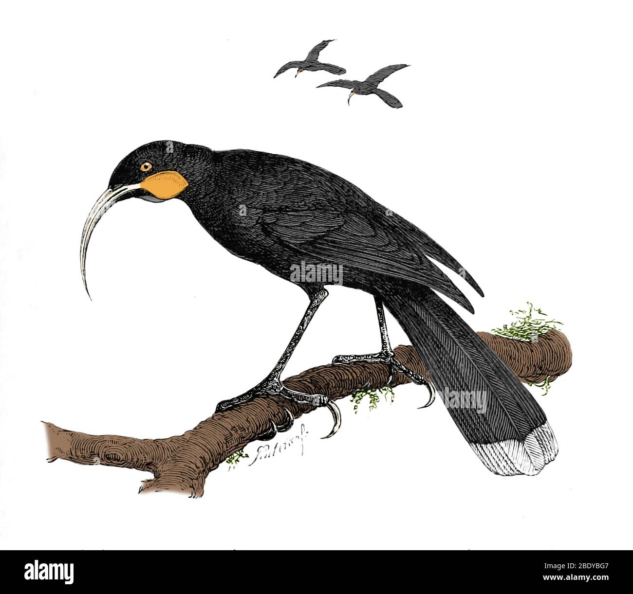 Extinct bird Cut Out Stock Images & Pictures Alamy