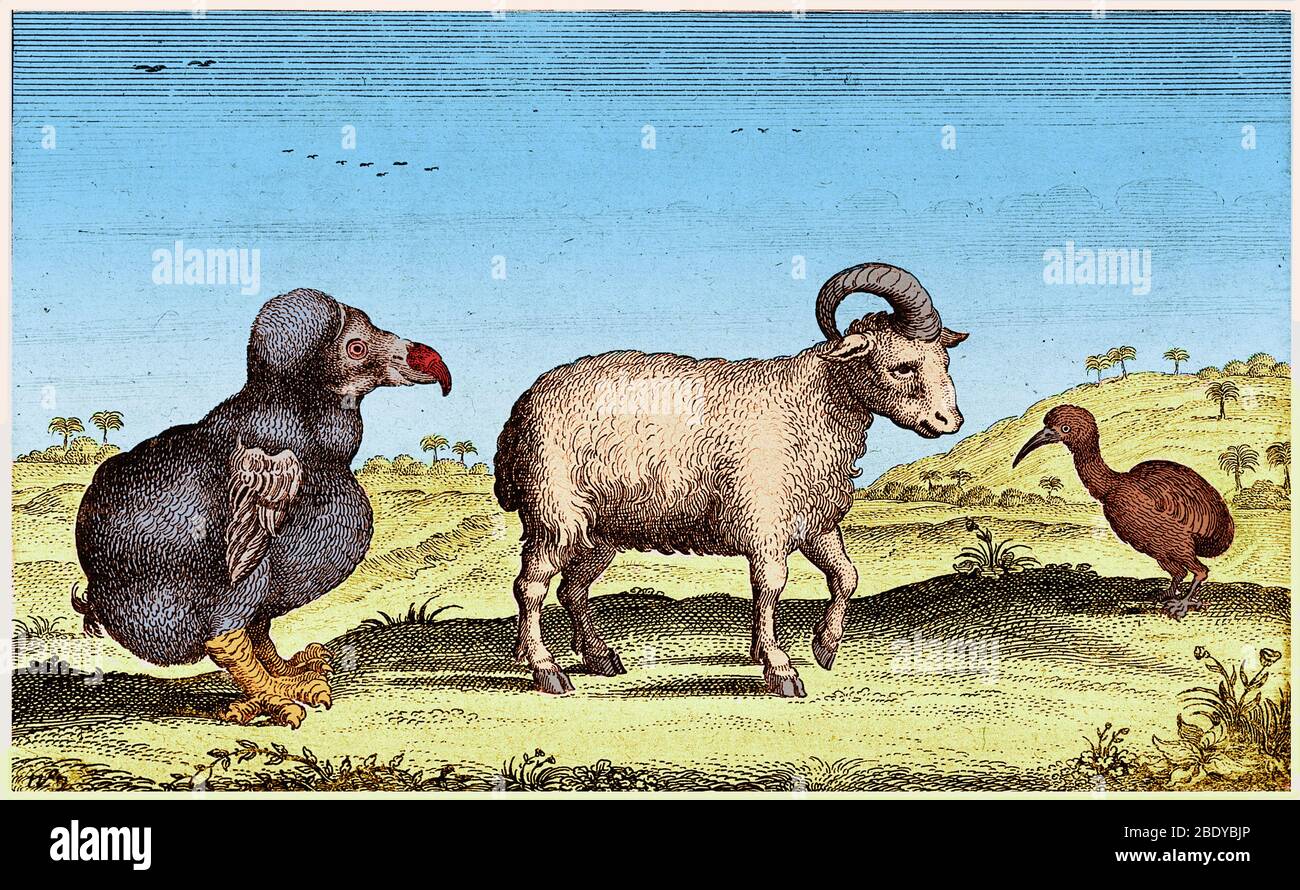 Red Rail, One-Horned Sheep, Dodo Bird, 1617 Stock Photo