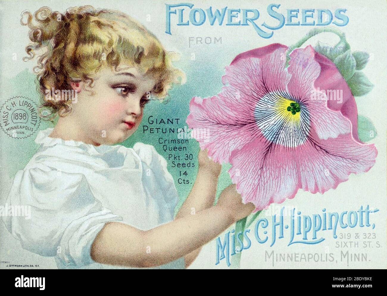 Petunia, C.H. Lippincott Seed Co., 1898 Stock Photo