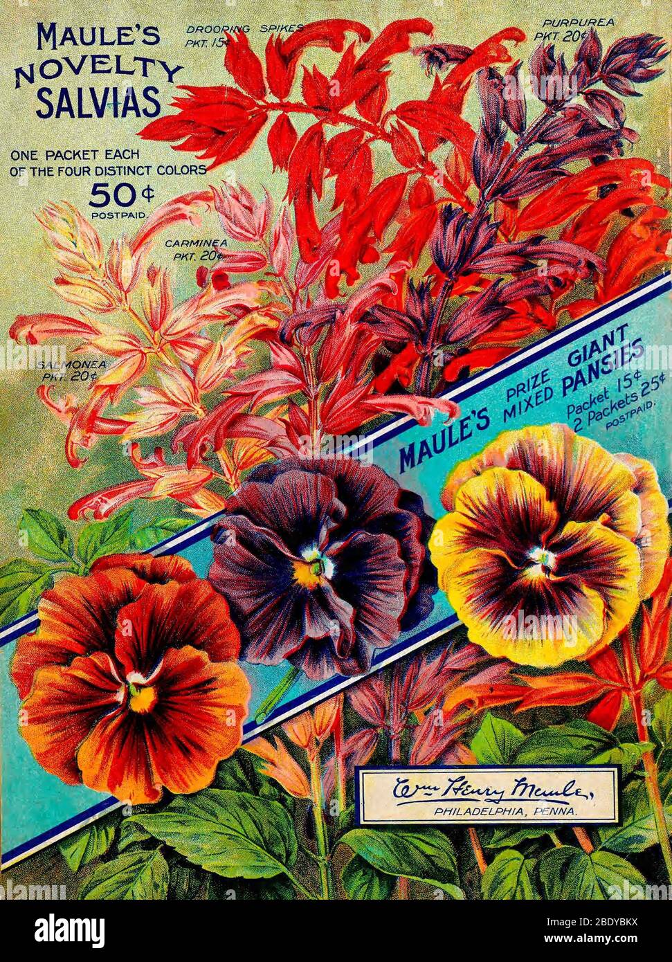 Sage and Pansies, Maule's Seed, 1900s Stock Photo