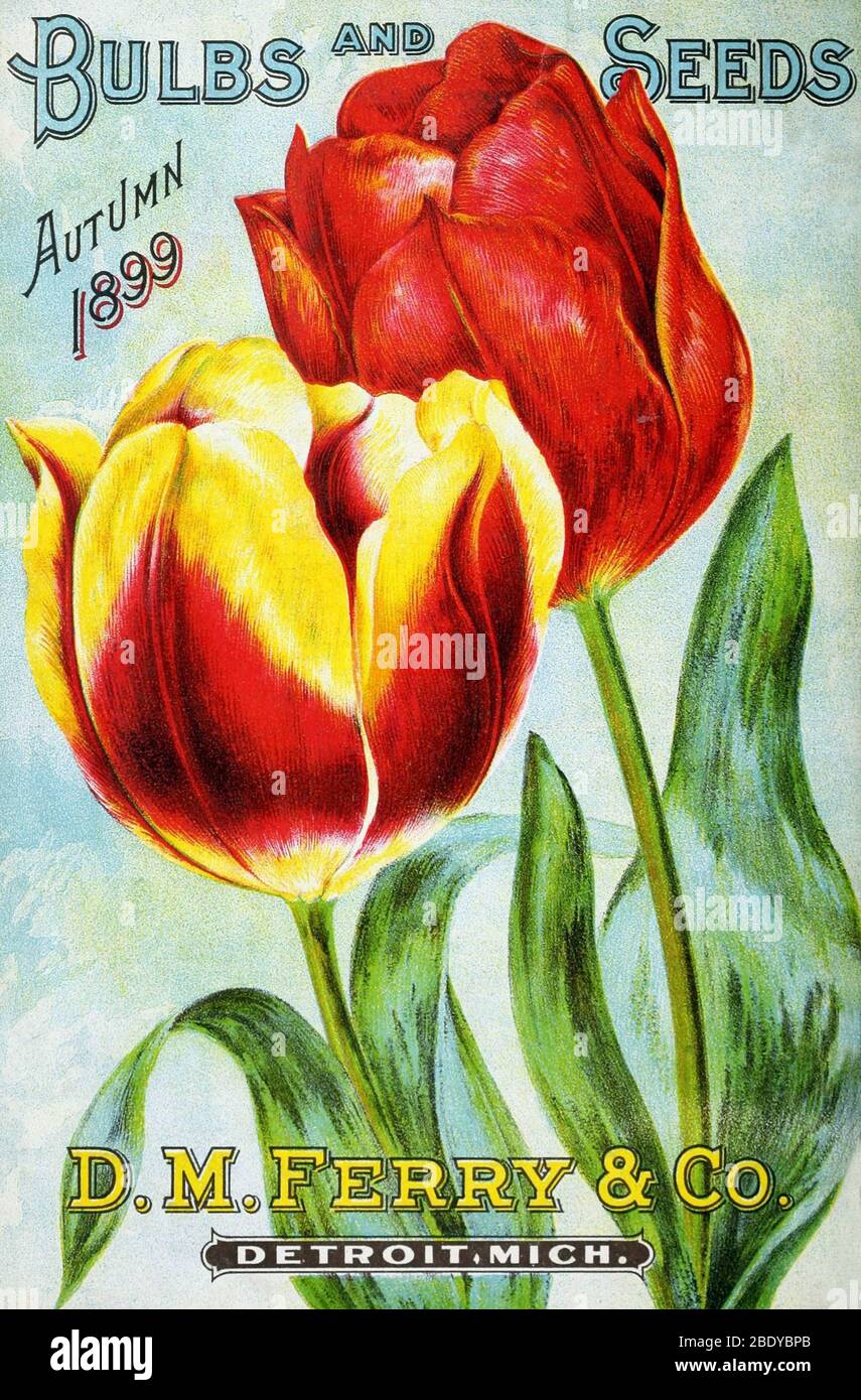 Tulips, D.M. Ferry & Co., 1899 Stock Photo