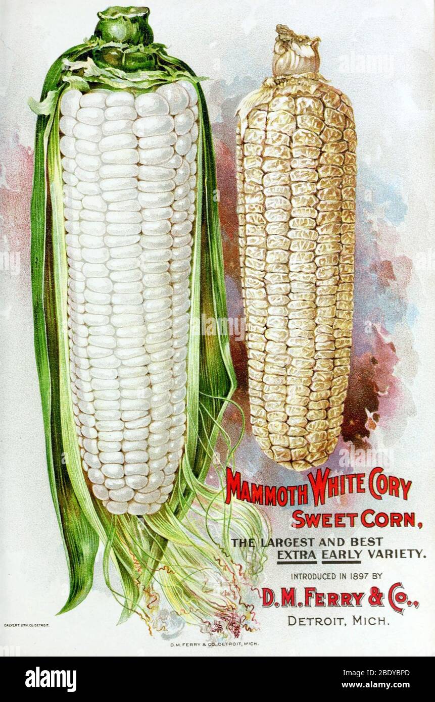 Sweet Corn, D.M. Ferry & Co., 1899 Stock Photo