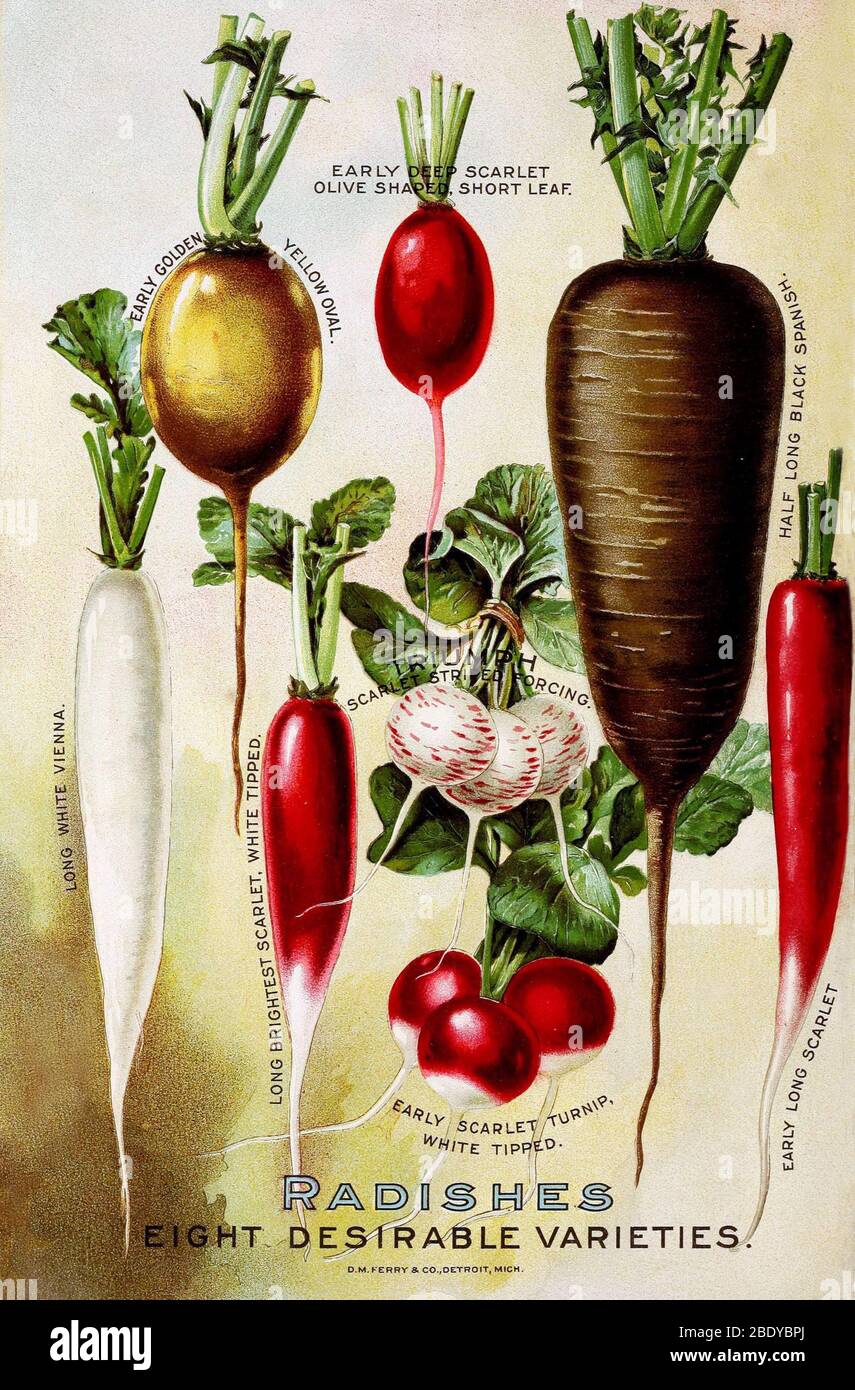 Radishes, D.M. Ferry & Co., 1921 Stock Photo