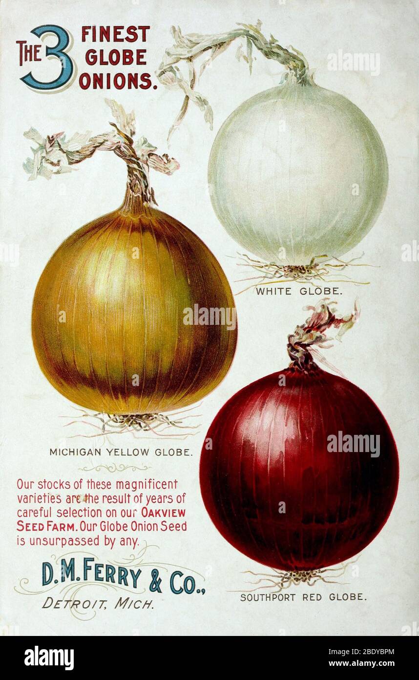 Onions, D.M. Ferry & Co., 1921 Stock Photo