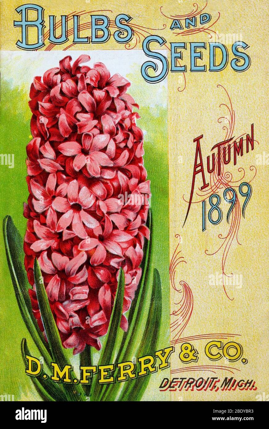 Hyacinth, D.M. Ferry & Co., 1899 Stock Photo