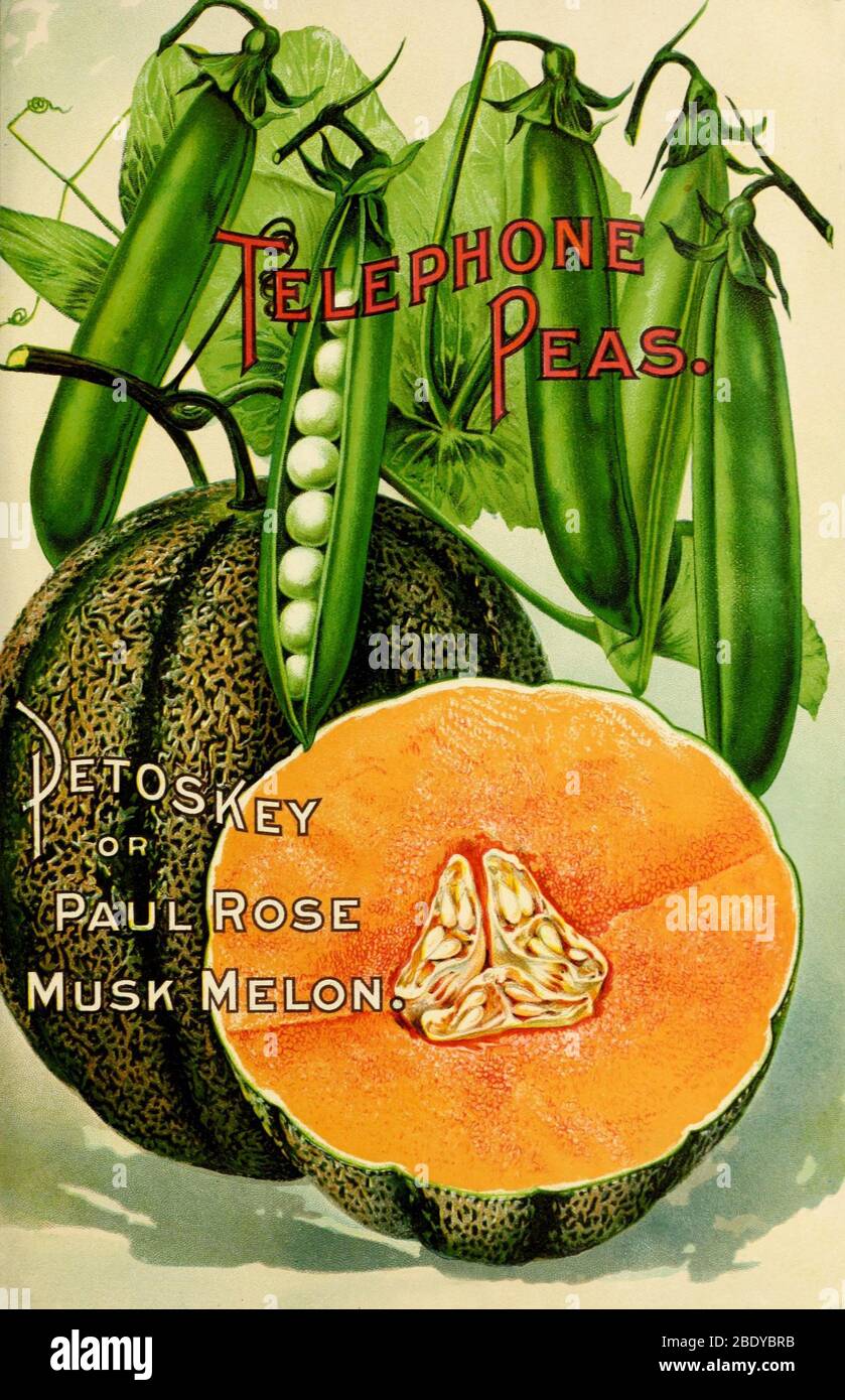 Peas and Melon, D.M. Ferry, 1899 Stock Photo
