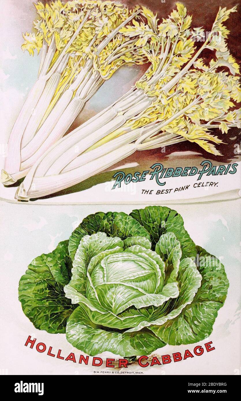 Celery and Cabbage, D.M. Ferry, 1899 Stock Photo