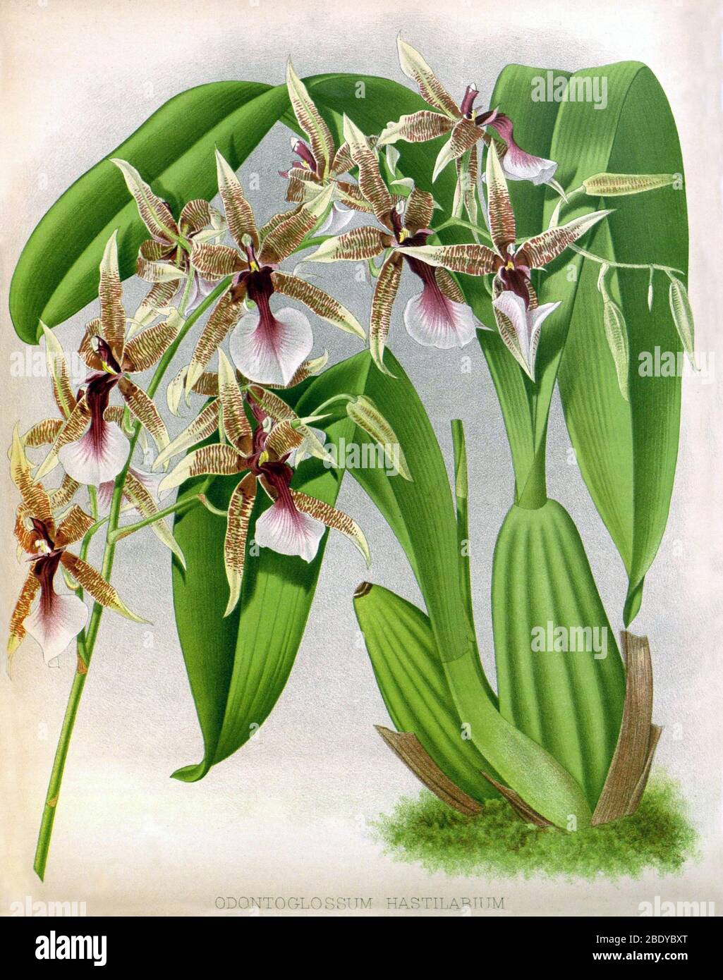 Orchid, Odontoglossum hastilabiu, 1891 Stock Photo