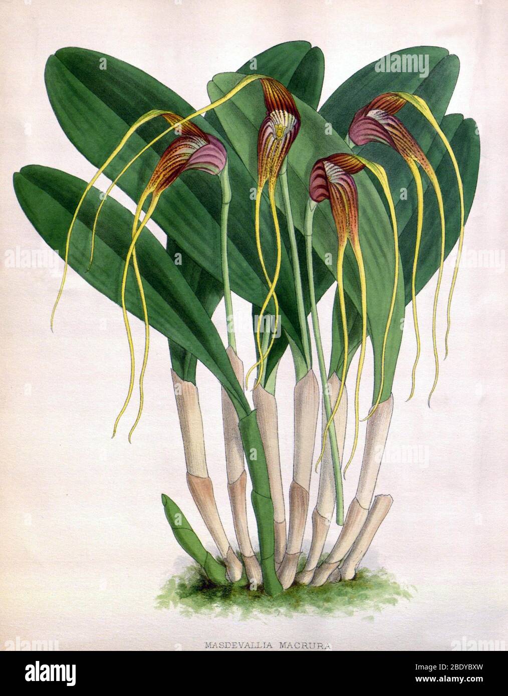 Orchid, Masdevallia macrura, 1891 Stock Photo
