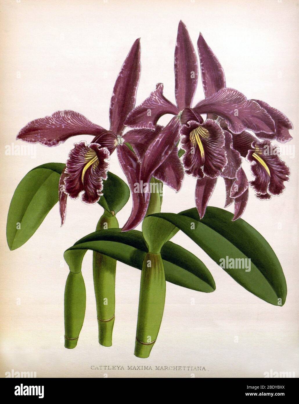 Orchid, C. maxima marchettiana, 1891 Stock Photo