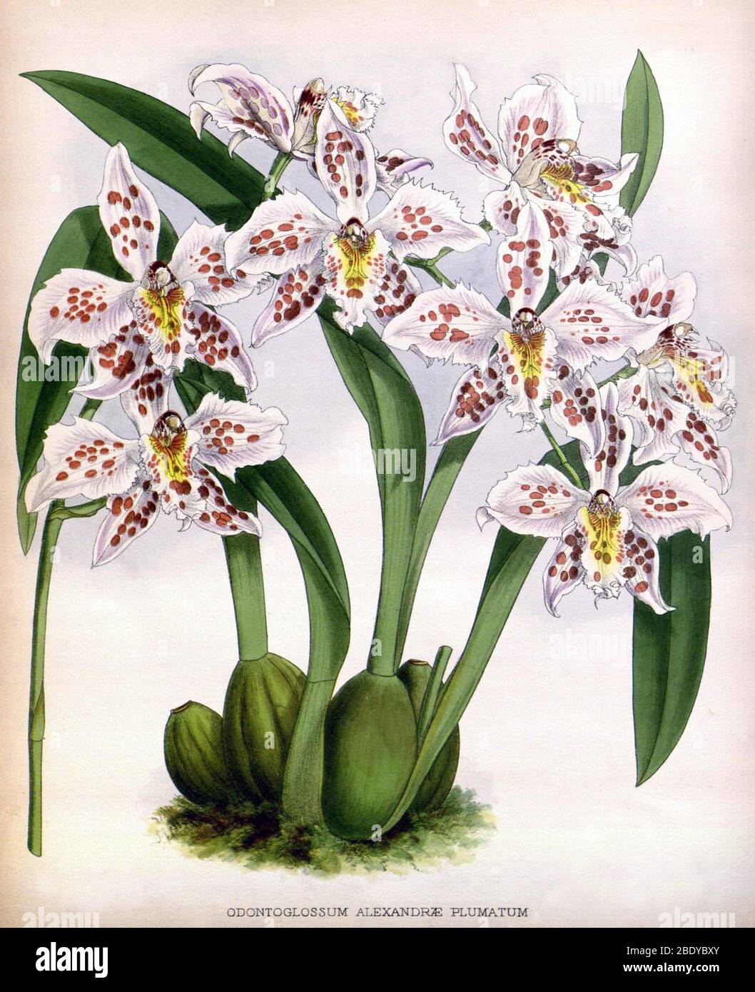 Orchid, O. alexandrae plumatum, 1891 Stock Photo