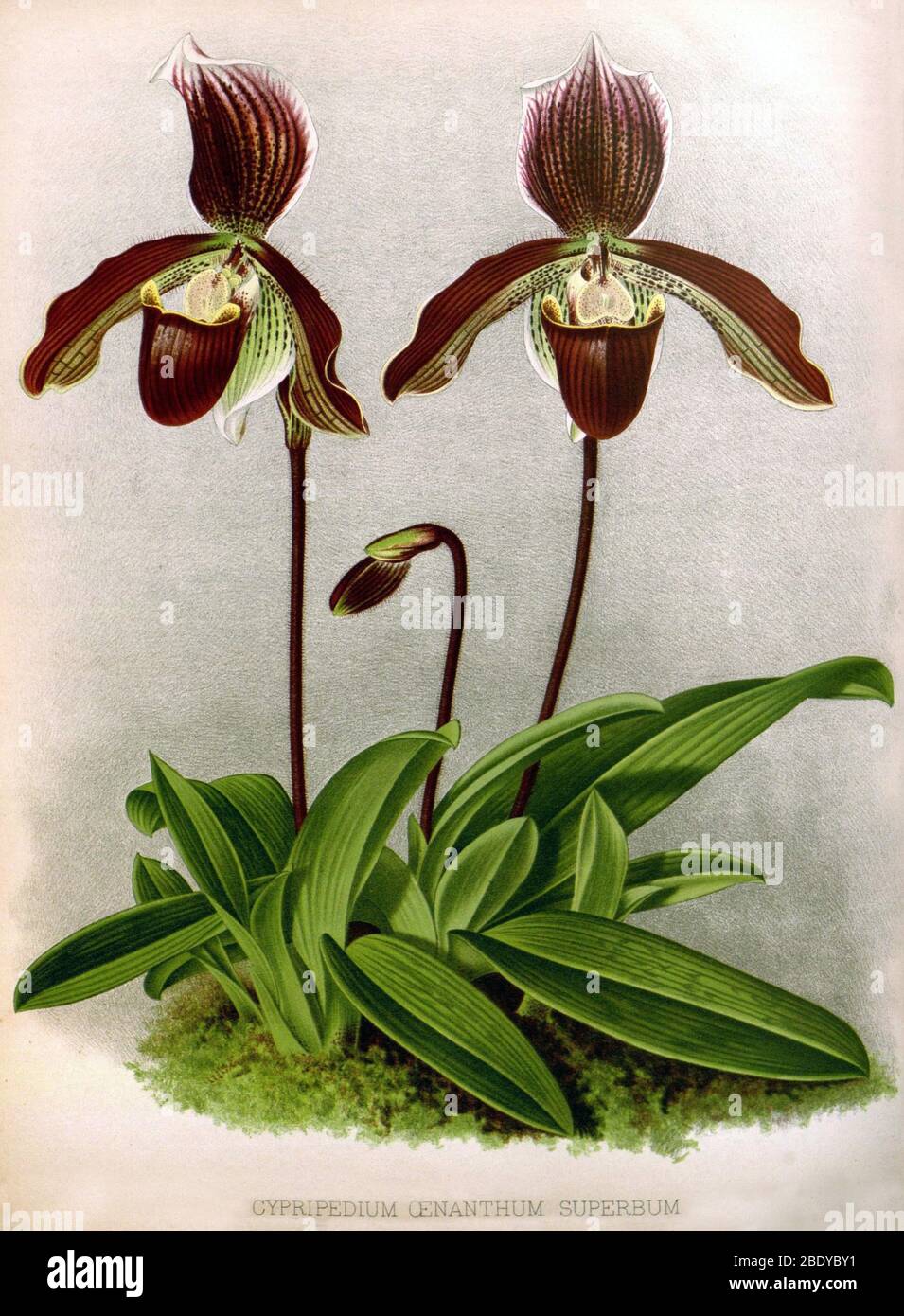 Orchid, C. oenanthum superbum, 1891 Stock Photo