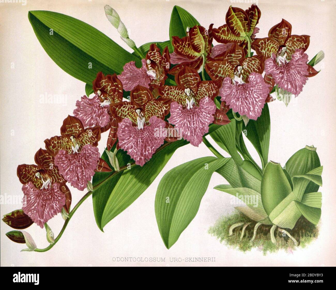 Orchid, Odontoglossum uro-skinnerii, 1891 Stock Photo