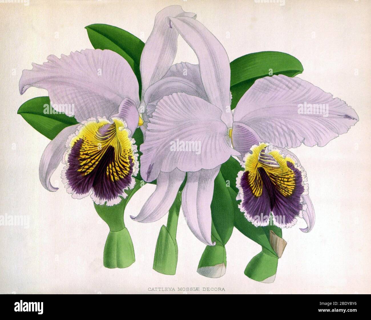 Cattleya orchid cattleya mossiae hi-res stock photography and images - Alamy