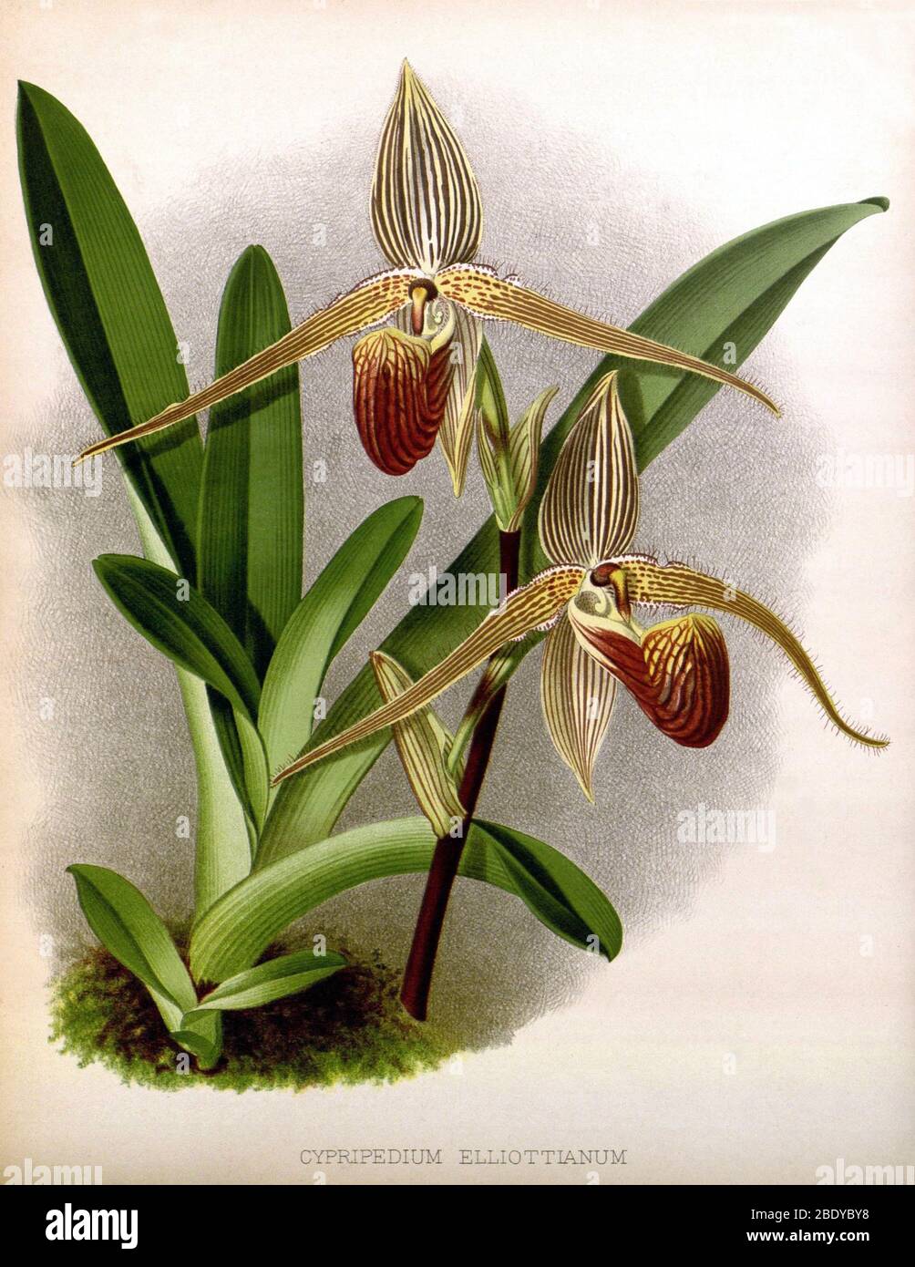 Orchid, Cypripedium elliottianum, 1891 Stock Photo