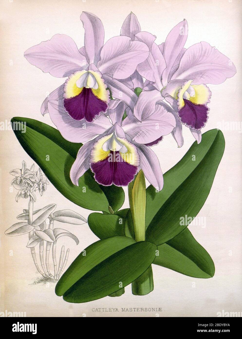 Orchid, Cattleya mastersoniae, 1891 Stock Photo