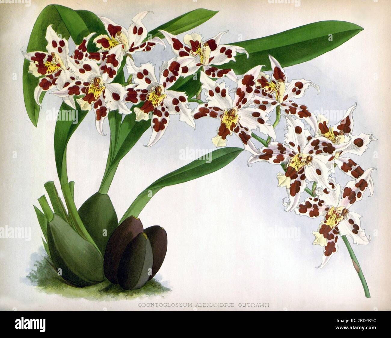Orchid, O. alexandre outramii, 1891 Stock Photo