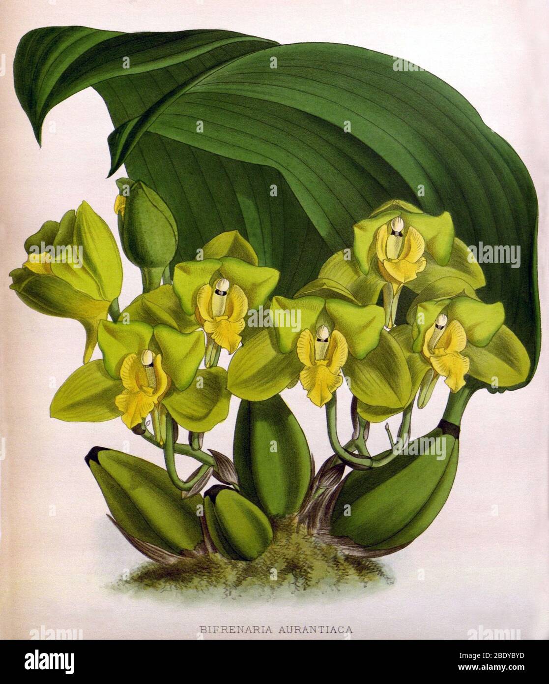 Orchid, Bifrenaria aurantiaca, 1891 Stock Photo