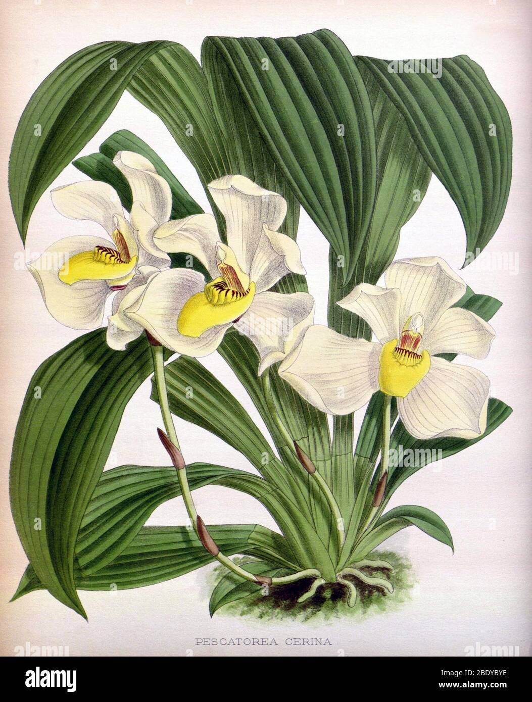 Orchid, Pescatorea cerina, 1891 Stock Photo
