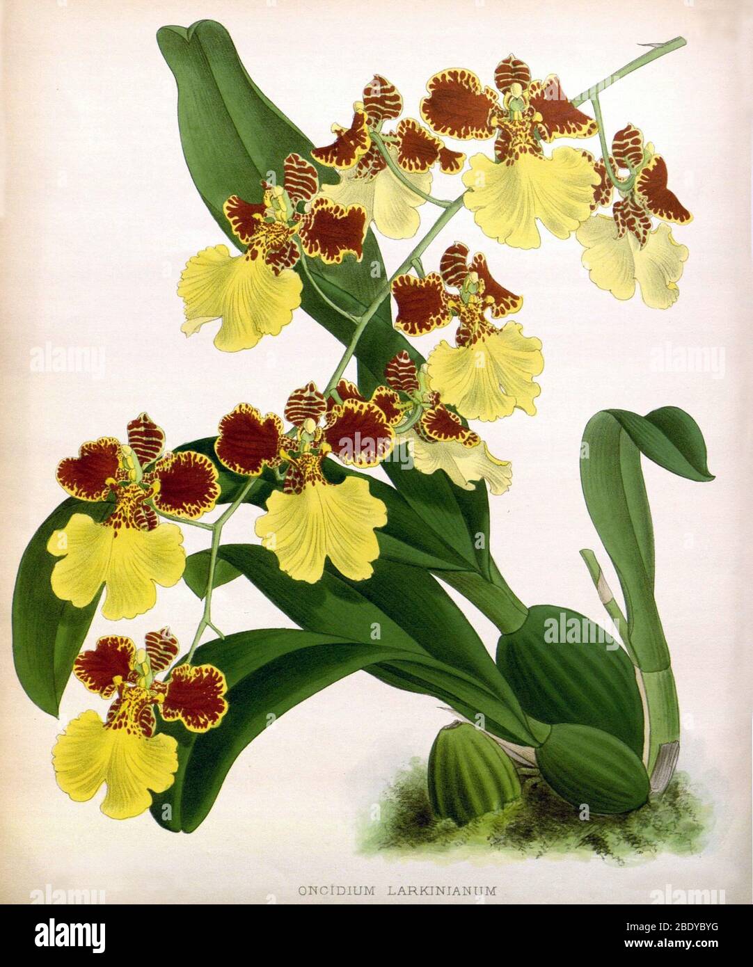 Orchid, Oncidium larkinianum, 1891 Stock Photo